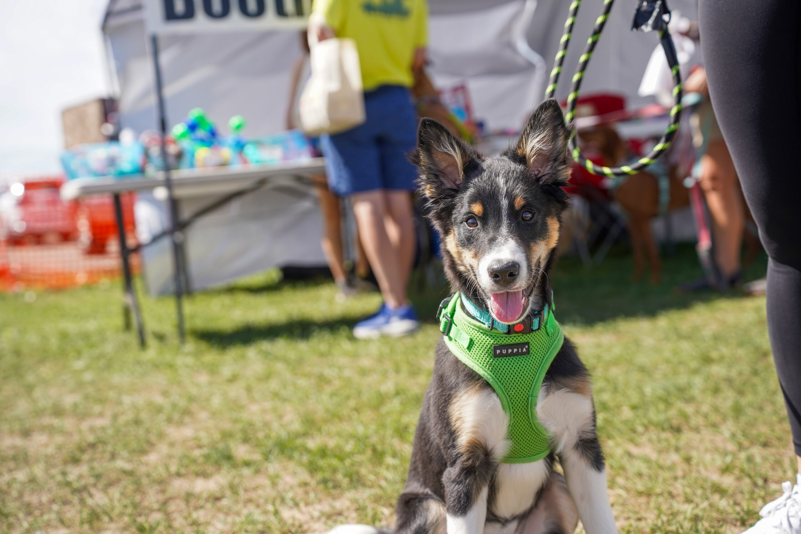 Dog Friendly Activities Denver: Unleash Adventure Fun