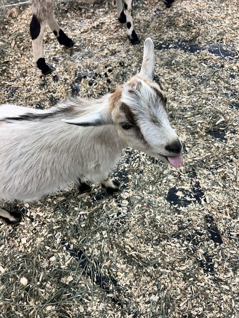 Families exploring a Goat at the National Western Stock Show