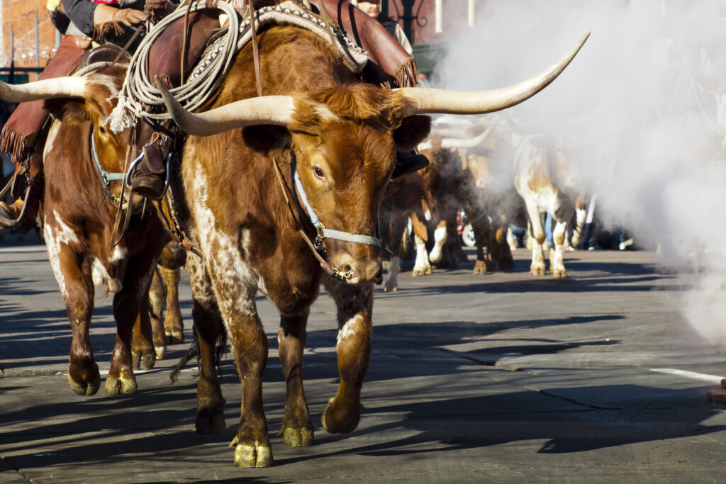 The National Western Stock Show Parade